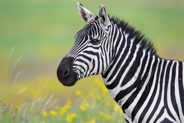 Zebra in profile in a field of green and yellow flowers, shallow depth of field. 