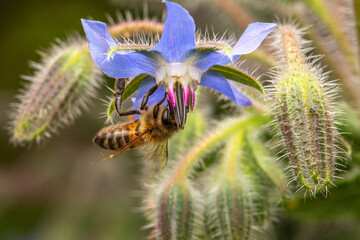 Close-up of a honey bee drinking nectar from a borage blossom in the garden up close