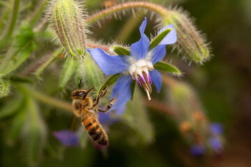 Macro honey bee flying toward a borage blossom to drink nectar and pollinate the flower