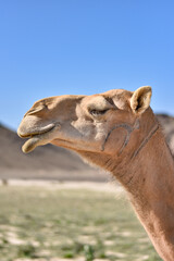 Camel in profile with mountains in the background in the Saudi Arabian desert.