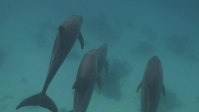 Underwater bottlenose dolphins pod swimming in red sea. Wildlife marine sea nature. Amazing aquatic mammal animals in natural habitat. Swimming together with wild dolphins safari. Unique experience.