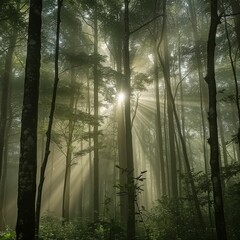 Foggy green forest 