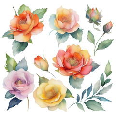 Watercolor floral illustration with vibrant colors, for wedding stationary, greetings, wallpapers, fashion, transparent background.