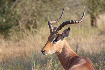 Schwarzfersenantilope / Impala / Aepyceros melampus