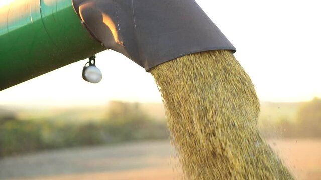 harvester unloading soybeans