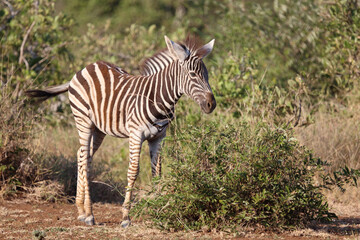 Steppenzebra / Burchell's zebra / Equus quagga burchellii.