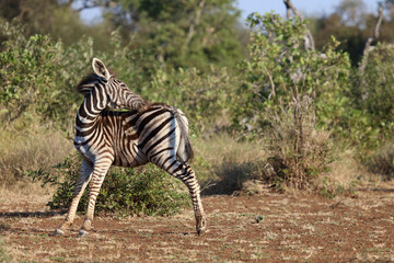 Fototapeta premium Steppenzebra / Burchell's zebra / Equus quagga burchellii.