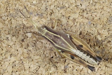 Close-up dorsal view of Wingless Grasshopper (Phaulacridium vittatum) South Australia