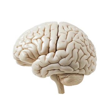 Brain model, isolated PNG object