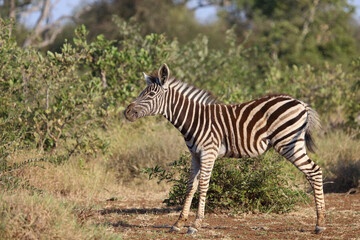 Steppenzebra / Burchell's zebra / Equus quagga burchellii.