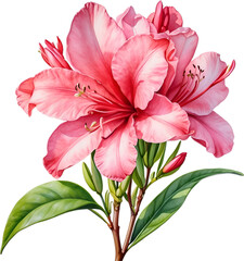 Obraz premium Watercolor painting of an Azalea flower.