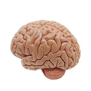 Brain model, isolated PNG object