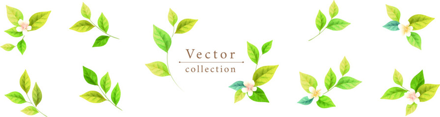 水彩画の葉と花、草木ベクターイラストセット、ロマンチックでリアルな植物の装飾イラスト。