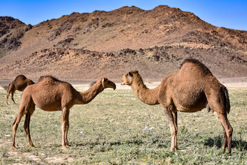 Couple of camels with mountains in the background in the desert of Saudi Arabia.