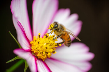 A beautiful bee with pollen on her face enjoying a cosmos flower blossom with the  golden center flanked by white petals with rosy edges and striping