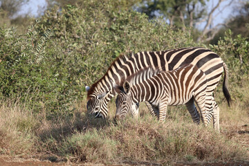Steppenzebra / Burchell's zebra / Equus quagga burchellii.