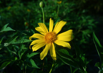 Yellow flower of dandelion