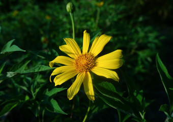 Yellow flower of dandelion