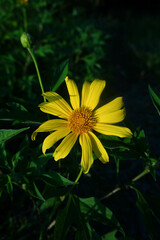 Yellow flower of dandelion