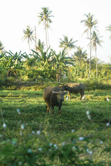 Buffalo are grazing in a field.