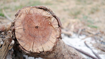 cut tree trunk