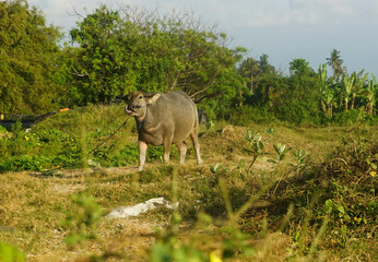 Buffalo are grazing in a field.