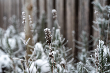 Vertrocknete von Raureif überzogene Blüten des Lavendel (Lavandula angustifolia) bei starkem Frost