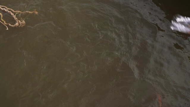 Feeding fish in Mekong river