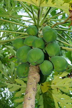 Low Angle a bunch papaya fruit on the tree