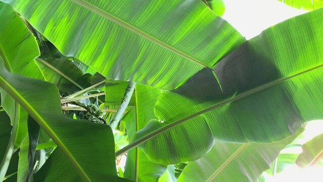 green banana leaves with banana bunches