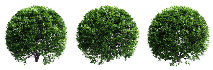 Buxus sempervirens round bush isolate transparent background.3d rendering PNG