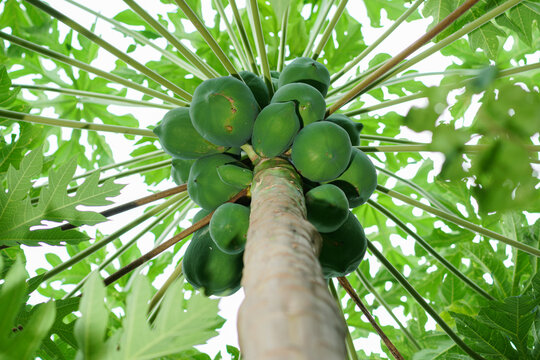 Low Angle a bunch papaya fruit on the tree