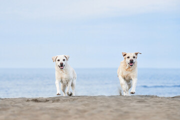  Two happy Labrador Retrievers sprint along a sandy beach with the ocean behind