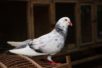 Pigeon, (Columba palumbus) at animal market