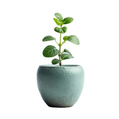 cute pot with little plant, isolated PNG object