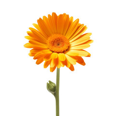 Calendula flower isolated on transparent background