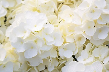 A cluster of white flowers grouped closely together, creating a beautiful display of delicate petals.
