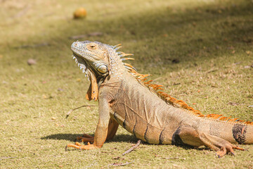 Iguanas in Nature's Green Haven