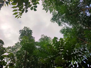 Low angle view of trees against clouds and blue sky
