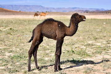 Baby camel with mountains in the background in the Saudi Arabian desert.