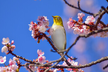 日本一早咲きの熱海桜とメジロ2 © 哲夫 堀