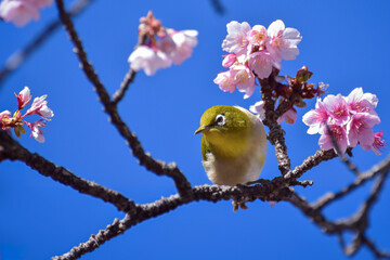 日本一早咲きの熱海桜とメジロ3