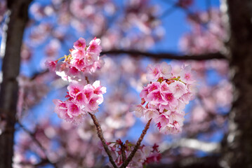 日本一早咲きの熱海桜（静岡県熱海市）3