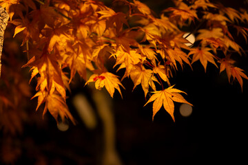 An illuminated red leaves at the traditional garden at night in autumn close up