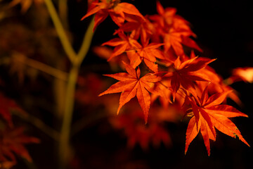 An illuminated red leaves at the traditional garden at night in autumn close up
