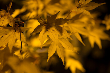 An illuminated yellow leaves at the traditional garden at night in autumn close up