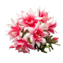 Christmas Cactus flower isolated on transparent background