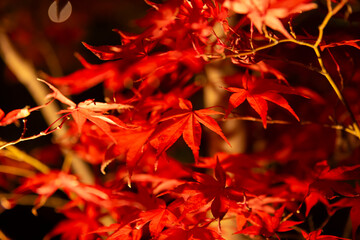 An illuminated red leaves at the traditional garden at night in autumn close up