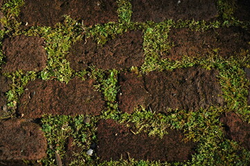 Old brick pathway with moss