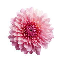 Chrysanthemum flower isolated on transparent background